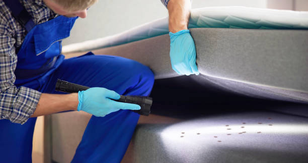 Wasp Removal Services in Cheney, WA